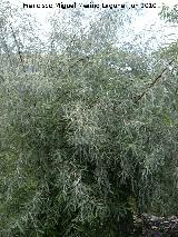 Sauce blanco - Salix alba. Como arbusto. Nacimiento - Los Villares