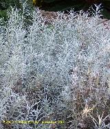 Siempreviva - Helichrysum italicum. Crdoba