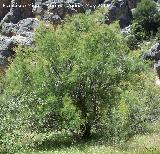 Tamarisco - Tamarix gallica. En forma de rbol. Pitillos. Valdepeas