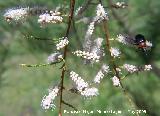 Tamarisco - Tamarix gallica. Pitillos. Valdepeas