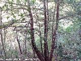 Tejo - Taxus baccata. Bosque de Tejos - Valdepeas