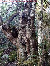 Tejo - Taxus baccata. Bosque de Tejos - Valdepeas