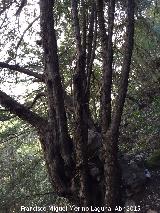 Tejo - Taxus baccata. Bosque de Tejos - Valdepeas