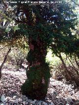 Tejo - Taxus baccata. Uno de los ejemplares de los Tejos Milenarios - Quesada