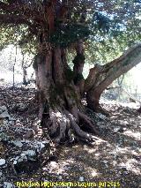 Tejo - Taxus baccata. Tejo Milenario Hembra - Quesada