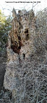 Tejo - Taxus baccata. Tejo muerto - Quesada