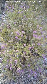 Tomillo andaluz - Thymbra capitata. Las Aguilillas - Campillos