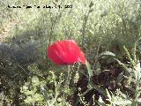 Amapola - Papaver rhoeas. Caada de las Hazadillas (Jan)