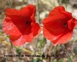 Amapola - Papaver rhoeas. Segura