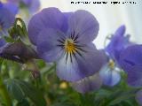 Trinitaria - Viola tricolor. Los Villares