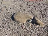 Cstulo. Smbolo flico en una calzada