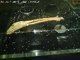 Museo Arqueolgico de Tenerife. Brazo momificado