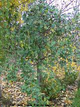 Aliso - Alnus glutinosa. Zagrilla Baja - Priego de Crdoba