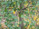 Aliso - Alnus glutinosa. Zagrilla Baja - Priego de Crdoba