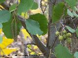 Aliso - Alnus glutinosa. Zagrilla Baja - Priego de Crdoba