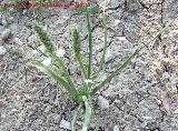 Gamn de montaa - Asphodelus albus. Gamn joven. Canjorro - Jan