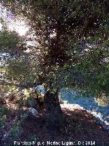 Cueva de la Solana. Pino de referencia