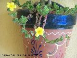 Verdolaga - Portulaca sp.. Los Villares