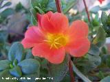 Verdolaga - Portulaca sp.. Los Villares