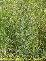 Viborera - Echium vulgare. El Canjorro. Jan