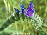 Viborera - Echium vulgare. El Canjorro. Jan