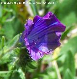 Viborera - Echium vulgare. Caada de las Hazadillas. Jan