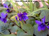 Violeta - Viola cornuta. Navas de San Juan