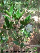 Arrayn - Myrtus communis. Pea del Olivar - Siles