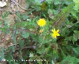 Cerraja - Sonchus oleraceus. Jan