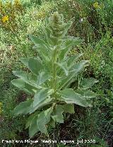 Gordolobo - Verbascum hervieri. Segura