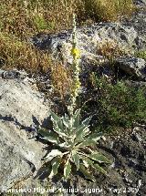 Gordolobo - Verbascum hervieri. Los Caones. Jan