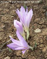 Azafrn serrano - Crocus serotinus. Navas de San Juan