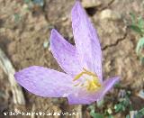 Azafrn serrano - Crocus serotinus. Navas de San Juan