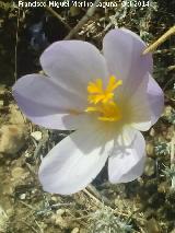 Azafrn serrano - Crocus serotinus. La Marceral - Noalejo