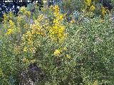 Aulaga - Ulex parviflorus. Cerro Algarrobo - Fuensanta de Martos