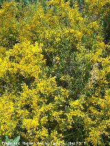 Aulaga - Ulex parviflorus. Cerro Algarrobo - Fuensanta de Martos