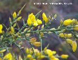 Aulaga - Ulex parviflorus. Alhama de Granada