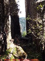 Paso de los rganos