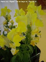 Boca de dragn - Antirrhinum majus. Los Villares