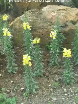 Boca de dragn - Antirrhinum majus. Plaza de los Jardinillos - Jan