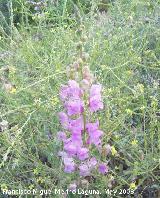 Boca de dragn - Antirrhinum majus. Navas de San Juan