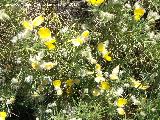 Piorno blanco - Echinospartum boissieri. Camino del moro - Martos