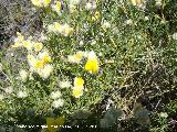 Piorno blanco - Echinospartum boissieri. Camino del moro - Martos