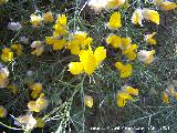 Piorno blanco - Echinospartum boissieri. La Hoya - Jan