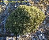 Piorno blanco - Echinospartum boissieri. Los Villares