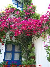 Buganvilla - Bougainvillea glabra. Casa de las Campanas - Crdoba