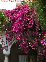 Buganvilla - Bougainvillea glabra. Crdoba