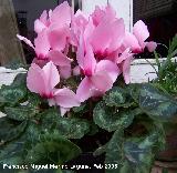 Ciclamen - Cyclamen persicum. Navas de San Juan