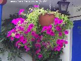 Petunia - Petunia hybrida. Crdoba