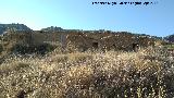 Castillo del Cerro de Atalaya. Cortijo ocupando parte del alcazarejo